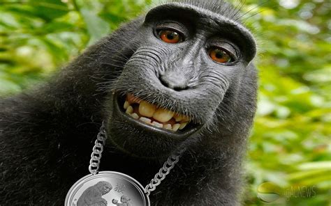 pics of funny monkeys